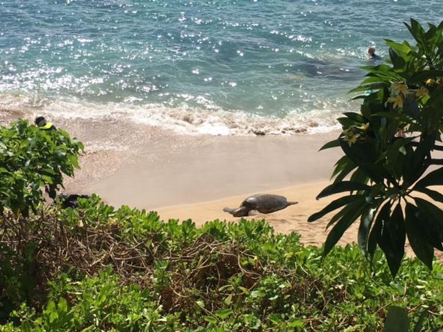 Kuleana Turtle Sanctuary Beach Napili-Honokowai Exterior photo